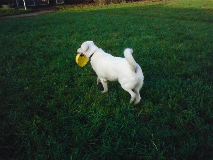 Blanding af racer Buller R.I.P - Mon der kommer nogle:P billede 9