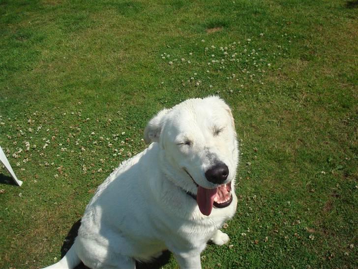 Blanding af racer Buller R.I.P - Jeg er en nørd (; billede 10