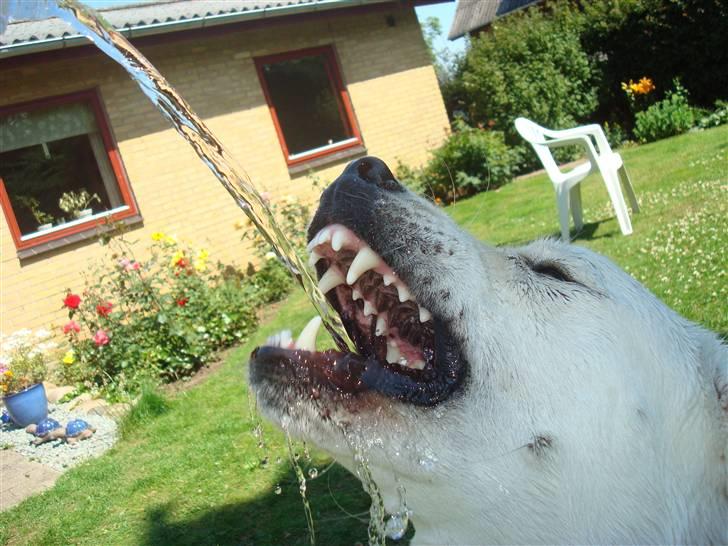 Blanding af racer Buller R.I.P - Muuuums (: billede 11