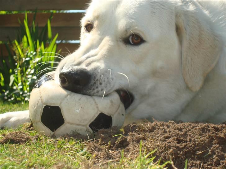 Blanding af racer Buller R.I.P - Er det nu dig igen* Tænker han vel nok :D billede 12