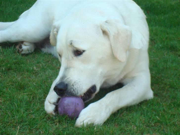 Blanding af racer Buller R.I.P - Man må da kunne spise den d: billede 13