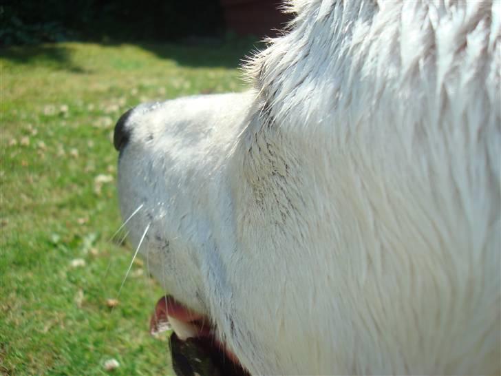 Blanding af racer Buller R.I.P billede 14