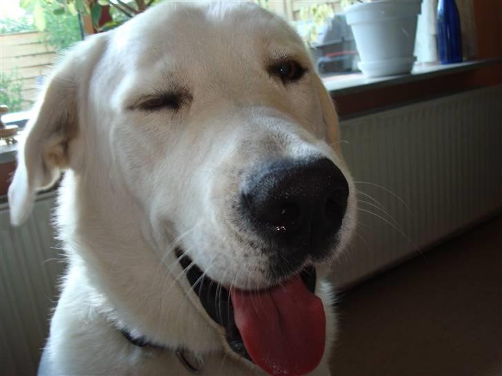 Blanding af racer Buller R.I.P - Yo! xD billede 15