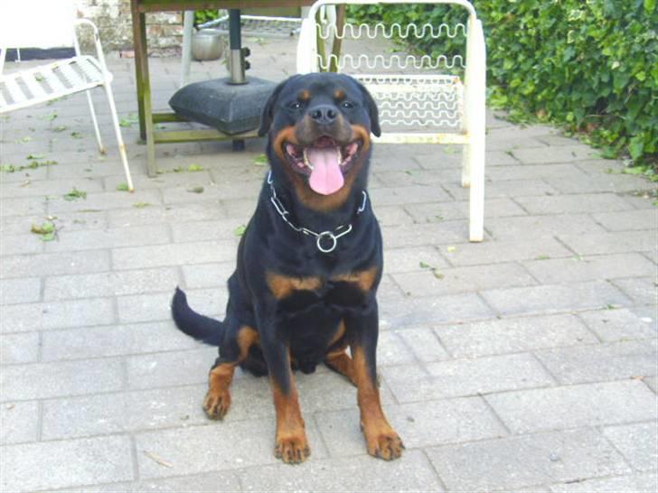 Rottweiler Tyson R.I.P billede 2