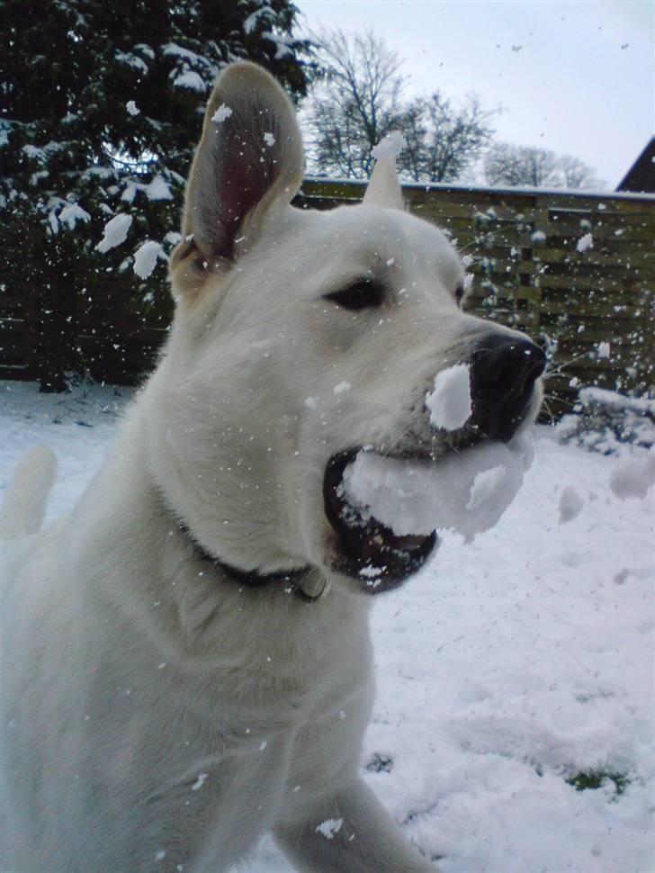 Blanding af racer Buller R.I.P billede 16