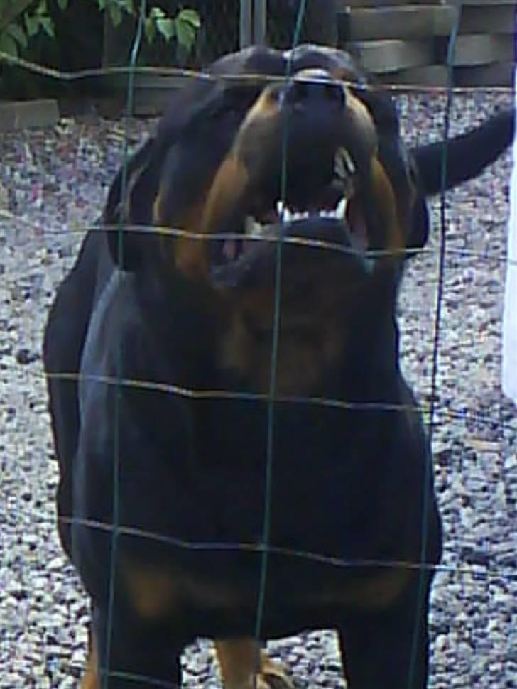 Rottweiler Tyson R.I.P billede 3