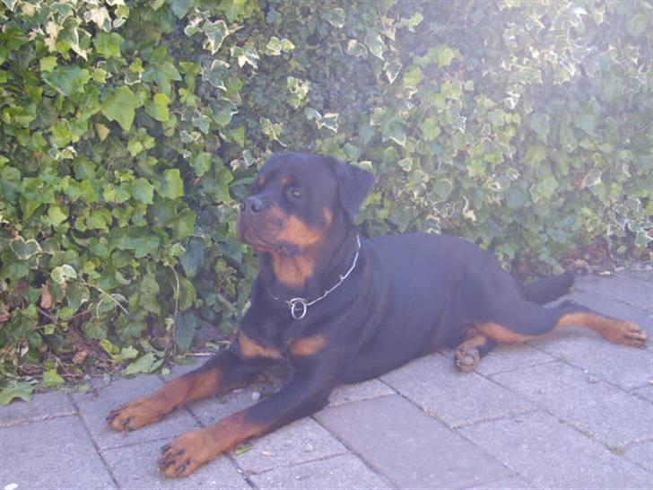 Rottweiler Tyson R.I.P billede 4