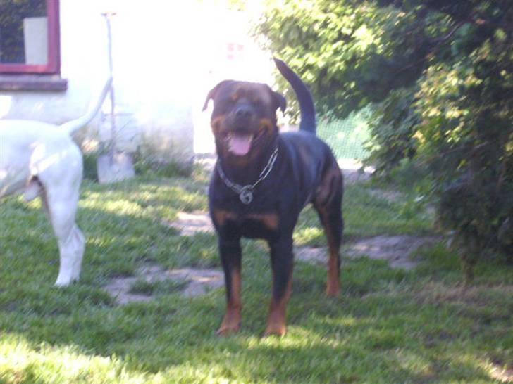 Rottweiler Tyson R.I.P billede 5