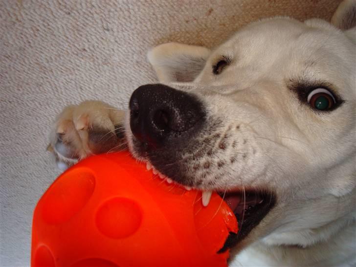 Blanding af racer Buller R.I.P - En faarlig Buller ^^ billede 17