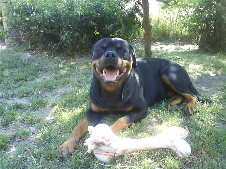 Rottweiler Tyson R.I.P billede 6