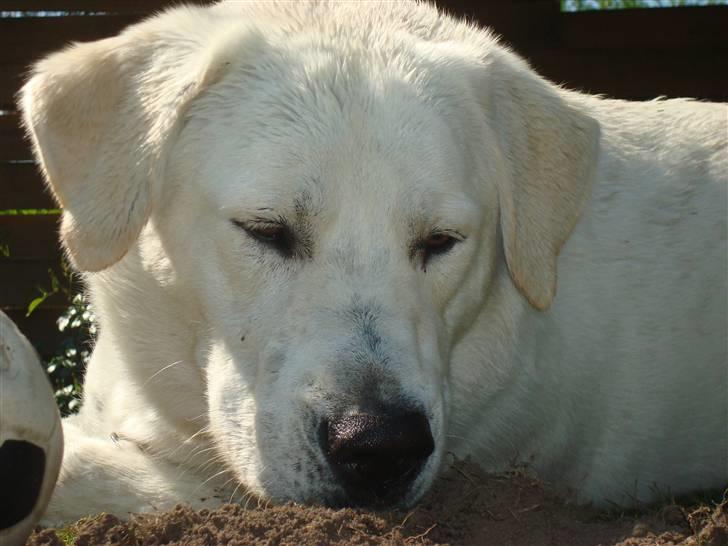 Blanding af racer Buller R.I.P - Buller har fundet noget meeget interesant :D billede 18