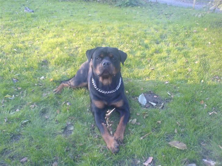 Rottweiler Tyson R.I.P billede 7