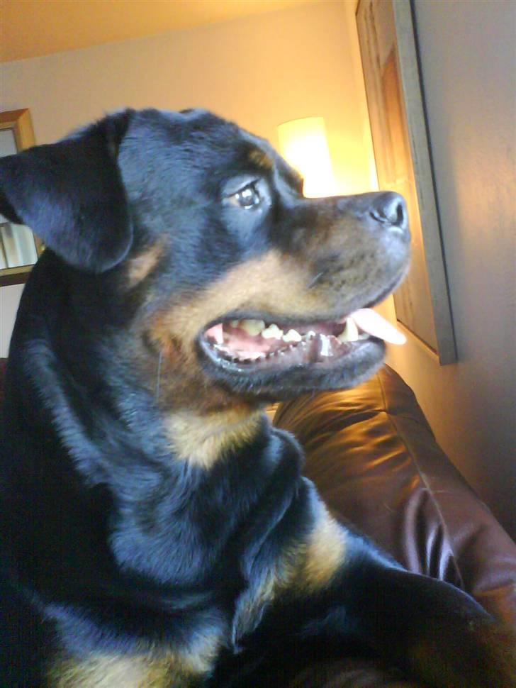 Rottweiler Tyson R.I.P billede 9