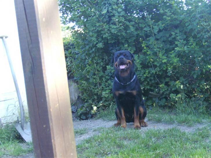 Rottweiler Tyson R.I.P billede 10