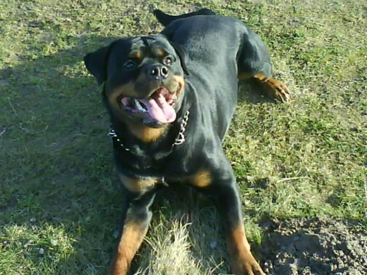 Rottweiler Tyson R.I.P billede 11