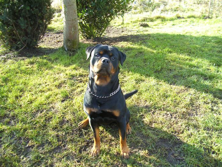 Rottweiler Tyson R.I.P billede 12