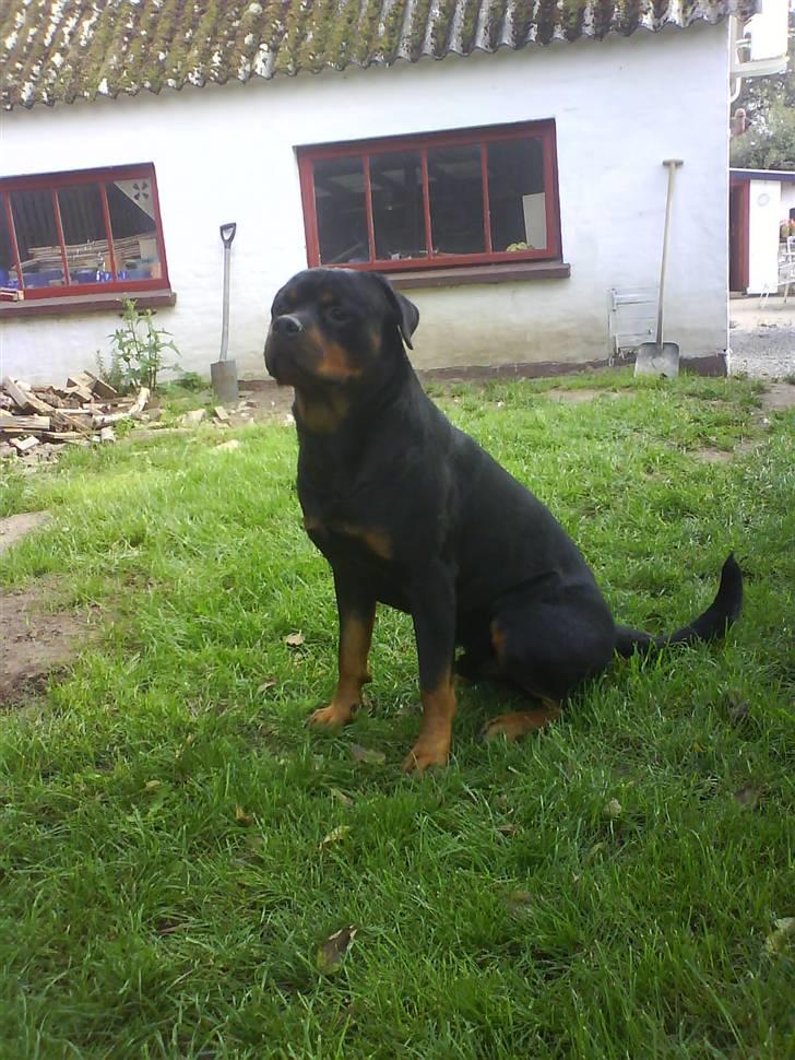 Rottweiler Tyson R.I.P billede 13