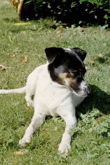 Dansk svensk gaardhund Frida - Er jeg ikke sød at se på ! ! billede 6