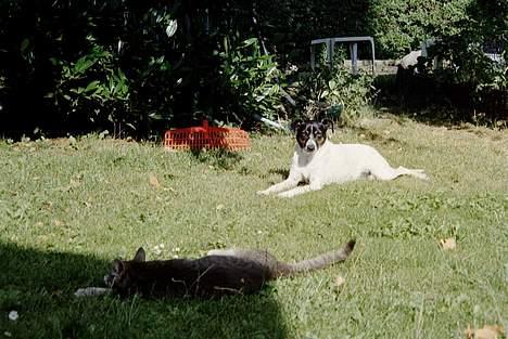 Dansk svensk gaardhund Frida - Mig og min ven - katten Sille billede 7