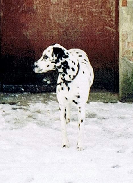 Dalmatiner Perle R.I.P. billede 10