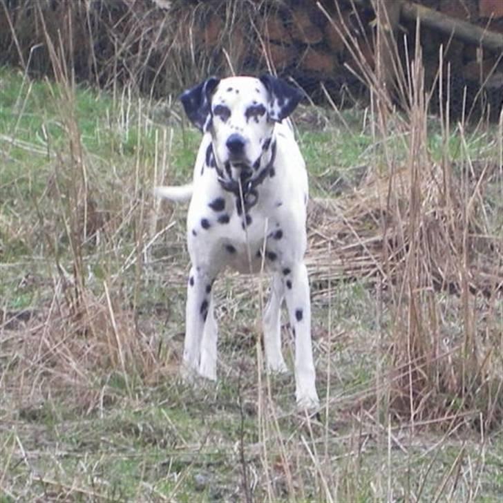 Dalmatiner Perle R.I.P. billede 11