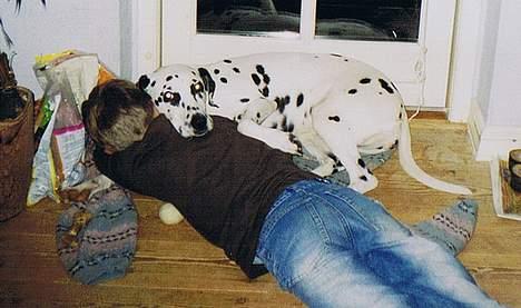 Dalmatiner Perle R.I.P. billede 12