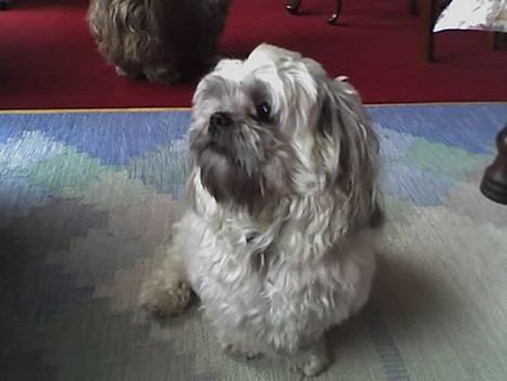 Shih tzu LUI - LUI sidste nye billede billede 1
