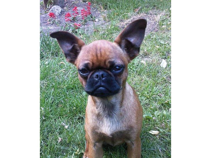 {{currentPhoto.altText}} billede {{currentPhoto.number}}