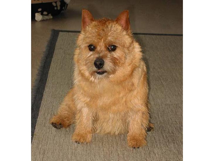 {{currentPhoto.altText}} billede {{currentPhoto.number}}