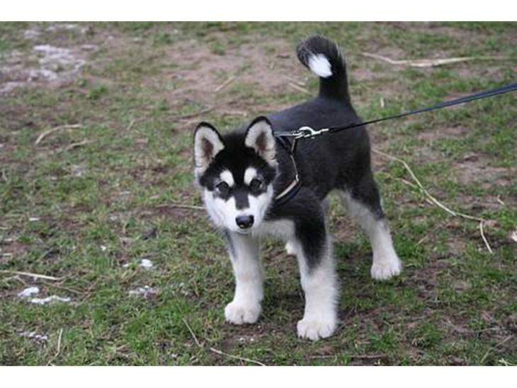 Alaskan malamute Maluq    R.I.P  august 2011 - se nu går jeg igen tur med min mor billede 1