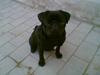 Mops Jack