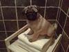 Mops Møffe