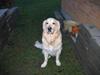 Golden retriever SOFUS