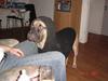 Bullmastiff Nielson Junior (død)  [ Himmelhund]