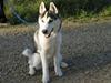 Siberian husky Kenzo