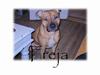 Amerikansk staffordshire terrier Freja