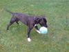 Amerikansk staffordshire terrier Targo