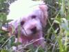 Mellempuddel Sille(solgt) [Tidl. hund]