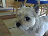 Cairn terrier Emil