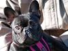 Fransk bulldog Helimo's Mocca