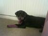 Rottweiler Julle