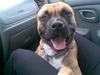 Amerikansk staffordshire terrier Tyson