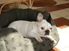 Fransk bulldog Neo