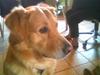 Golden retriever *Mickey*