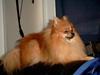 Pomeranian Oliver Twist [ Himmelhund]