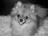 Pomeranian Topsys Bibi Satine