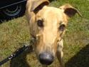 Greyhound Amber Jack *2007*