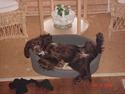 Field spaniel Mollie