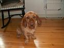 Basset fauve de bretagne Walter
