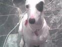 Blanding af racer Telly Boo